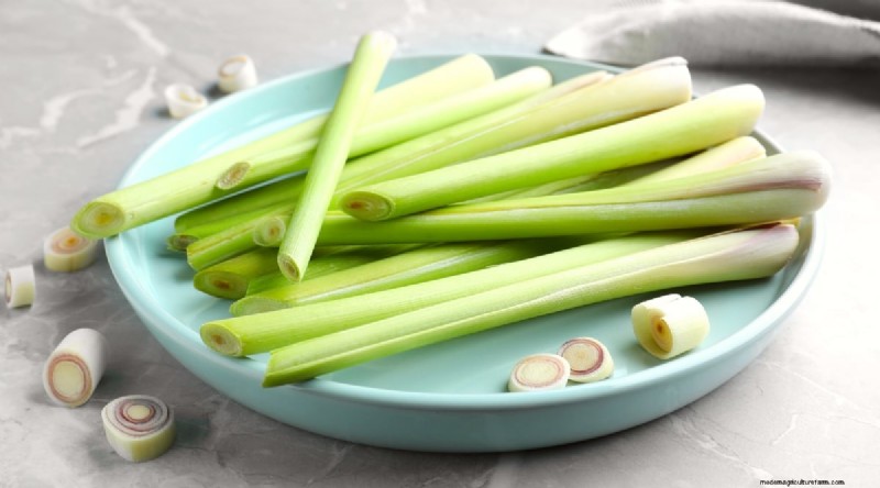 Grow Lemongrass from Seed: A Complete Guide for Gardeners