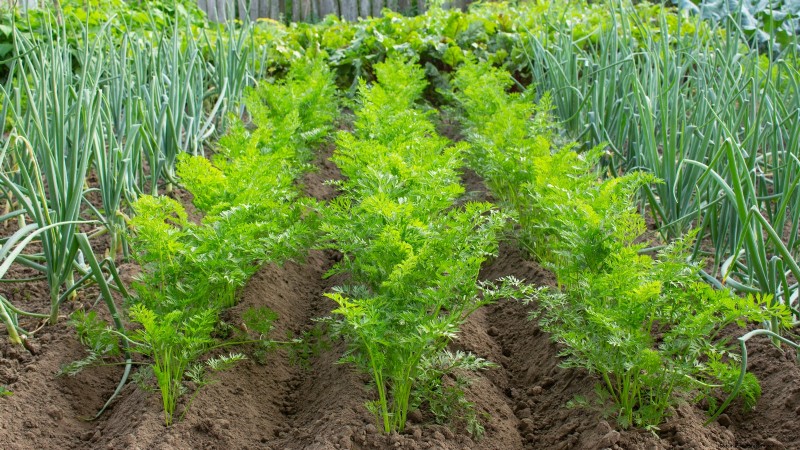 Vegetable Gardening in Zone 4: A Complete Guide for Success