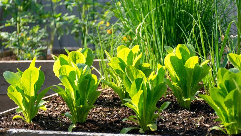 Vegetable Gardening in Zone 4: A Complete Guide for Success