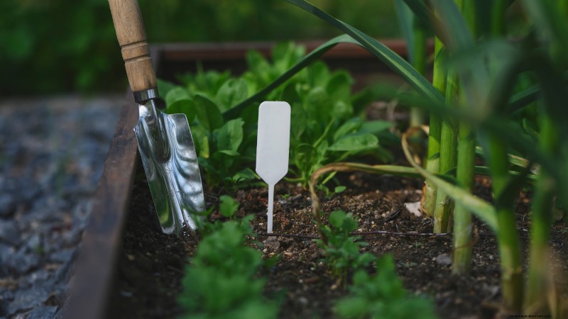 Vegetable Gardening in Zone 4: A Complete Guide for Success