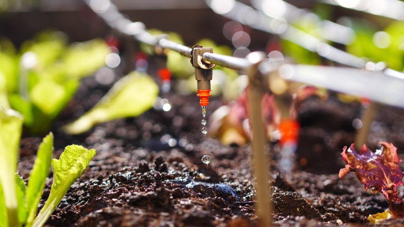 Vegetable Gardening in Zone 4: A Complete Guide for Success