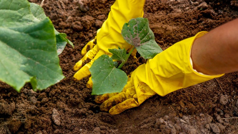 Vegetable Gardening in Zone 4: A Complete Guide for Success