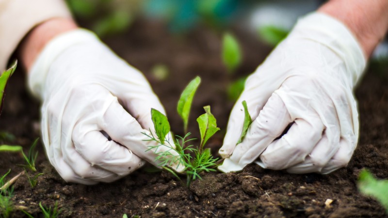 Vegetable Gardening in Zone 4: A Complete Guide for Success