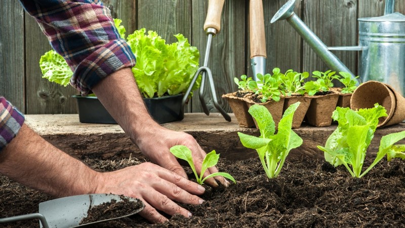 Vegetable Gardening in Zone 4: A Complete Guide for Success