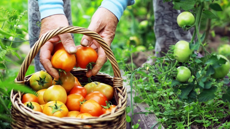 Vegetable Gardening in Zone 4: A Complete Guide for Success