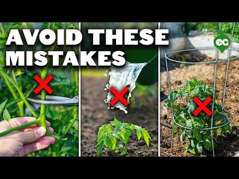 Tomato Seedling Thinning: 5 Reasons & How-To Guide