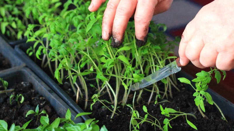 Tomato Seedling Thinning: 5 Reasons & How-To Guide