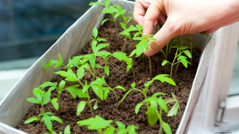 Tomato Seedling Thinning: 5 Reasons & How-To Guide