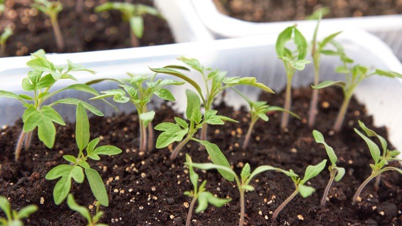 Tomato Seedling Thinning: 5 Reasons & How-To Guide