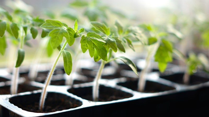 Tomato Seedling Thinning: 5 Reasons & How-To Guide