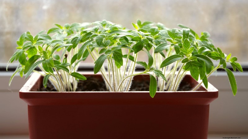 Tomato Seedling Thinning: 5 Reasons & How-To Guide
