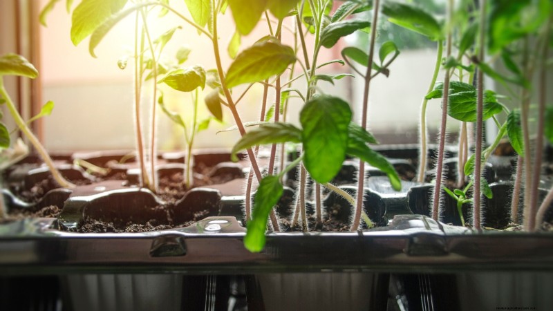 Tomato Seedling Thinning: 5 Reasons & How-To Guide