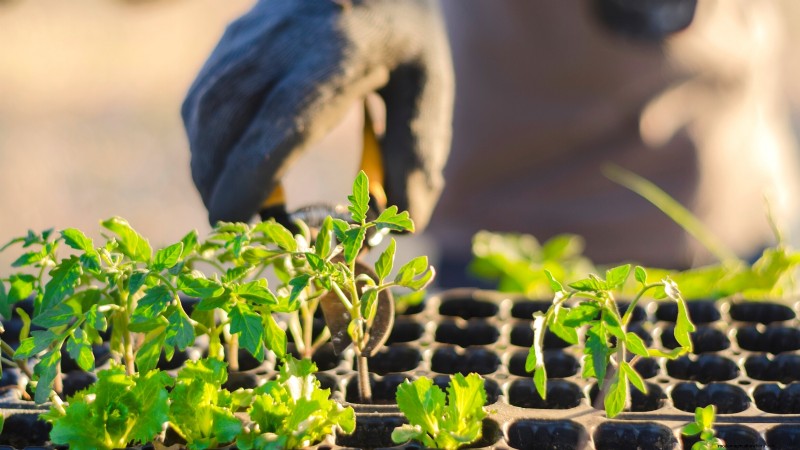 Tomato Seedling Thinning: 5 Reasons & How-To Guide
