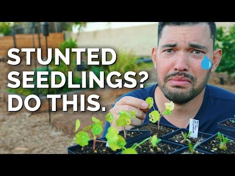 Tomato Seedling Thinning: 5 Reasons & How-To Guide