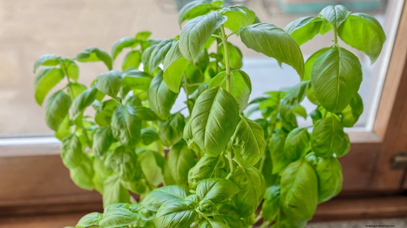 Easy-to-Grow Herbs from Seed: A Beginner s Guide