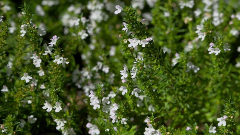 Easy-to-Grow Herbs from Seed: A Beginner s Guide