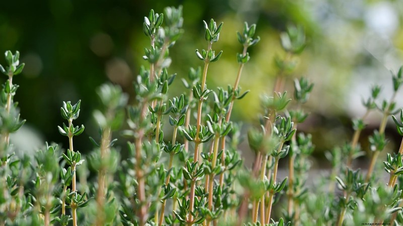 Easy-to-Grow Herbs from Seed: A Beginner s Guide