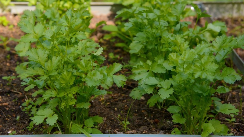 Easy-to-Grow Herbs from Seed: A Beginner s Guide