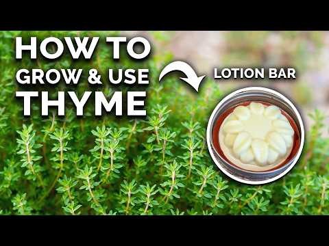 Easy-to-Grow Herbs from Seed: A Beginner s Guide