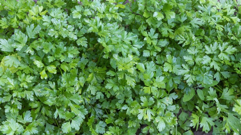 Easy-to-Grow Herbs from Seed: A Beginner s Guide