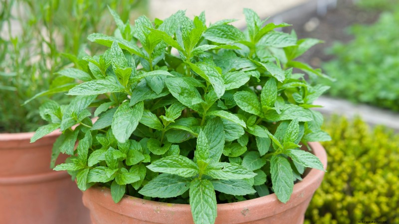 Easy-to-Grow Herbs from Seed: A Beginner s Guide
