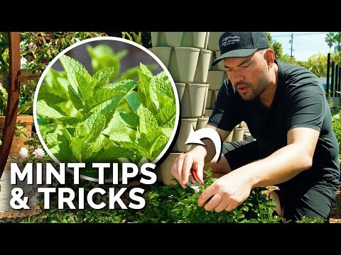 Easy-to-Grow Herbs from Seed: A Beginner s Guide