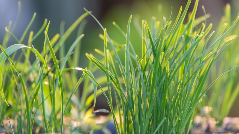 Easy-to-Grow Herbs from Seed: A Beginner s Guide