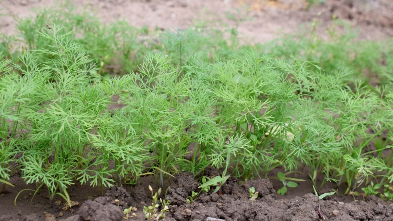 Easy-to-Grow Herbs from Seed: A Beginner s Guide