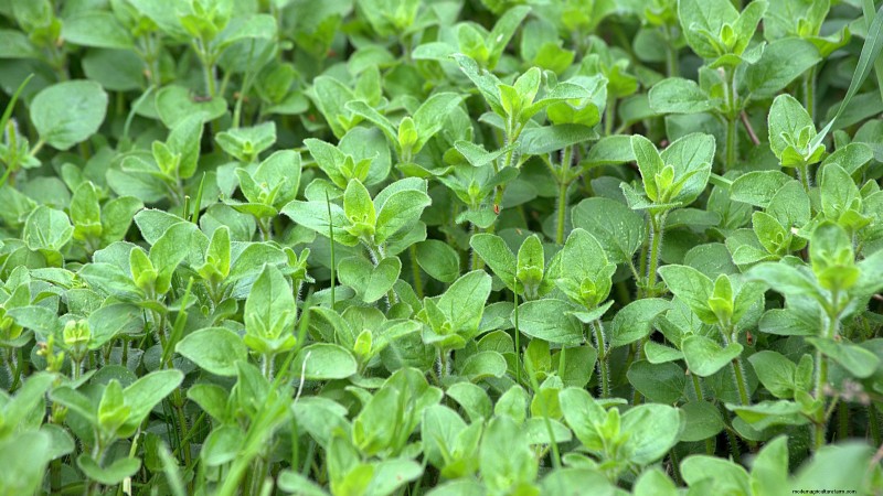 Easy-to-Grow Herbs from Seed: A Beginner s Guide