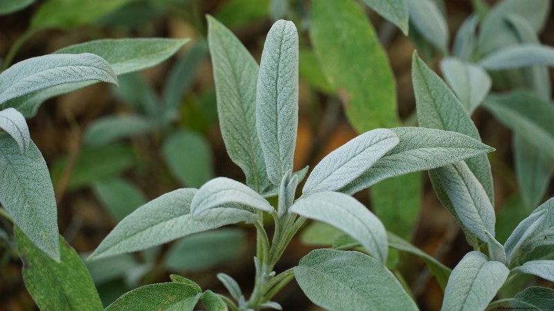 Easy-to-Grow Herbs from Seed: A Beginner s Guide