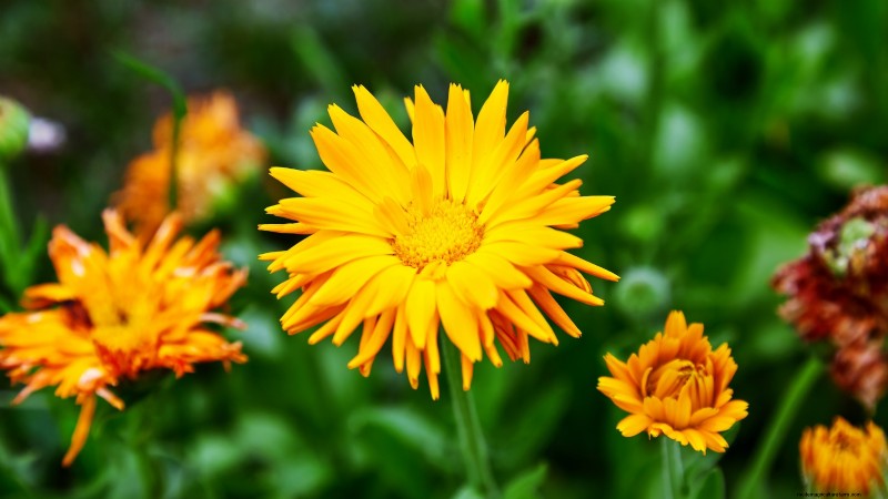 Easy-to-Grow Herbs from Seed: A Beginner s Guide