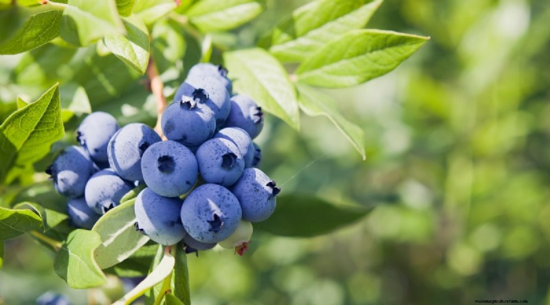 Blueberry Varieties: A Comprehensive Guide for Gardeners