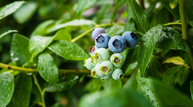 Blueberry Varieties: A Comprehensive Guide for Gardeners