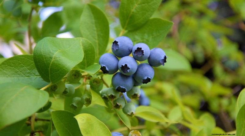 Blueberry Varieties: A Comprehensive Guide for Gardeners