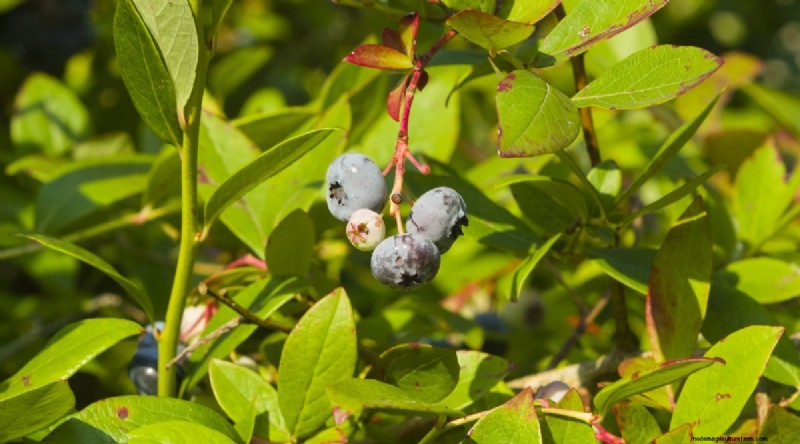 Blueberry Varieties: A Comprehensive Guide for Gardeners