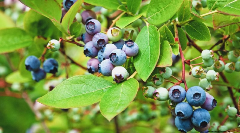 Blueberry Varieties: A Comprehensive Guide for Gardeners