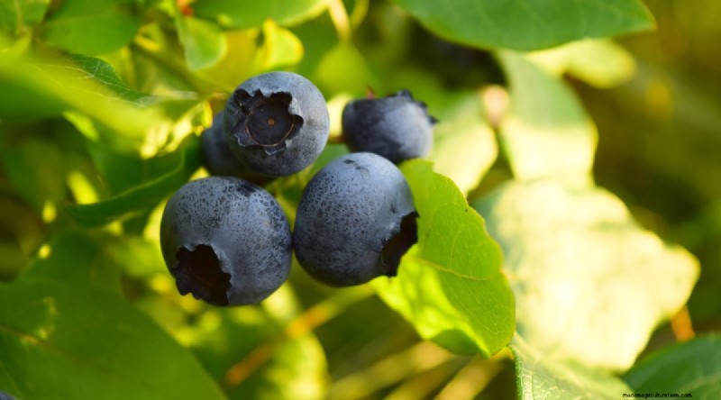 Blueberry Varieties: A Comprehensive Guide for Gardeners