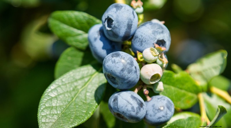 Blueberry Varieties: A Comprehensive Guide for Gardeners