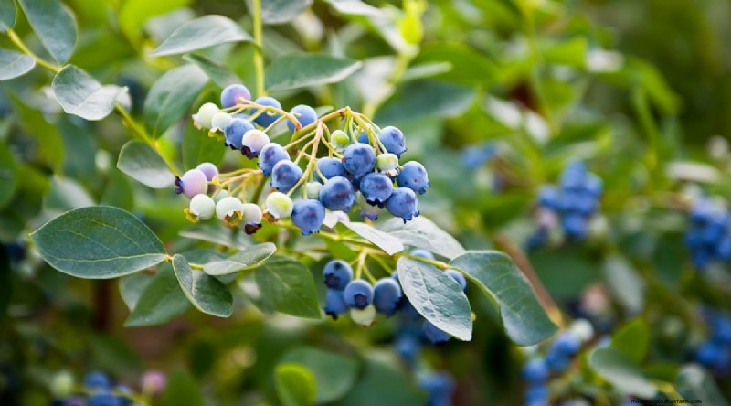 Blueberry Varieties: A Comprehensive Guide for Gardeners