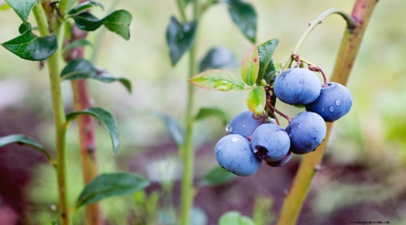 Blueberry Varieties: A Comprehensive Guide for Gardeners