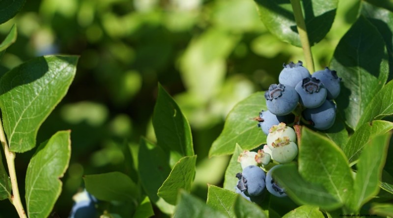 Blueberry Varieties: A Comprehensive Guide for Gardeners