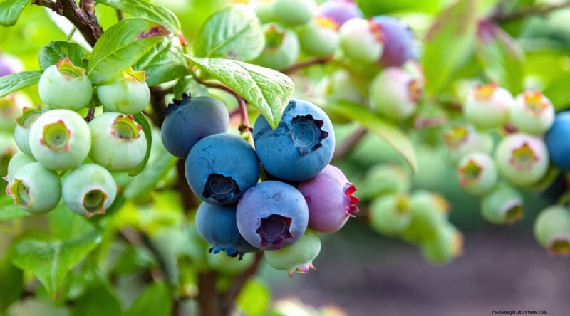 Blueberry Varieties: A Comprehensive Guide for Gardeners