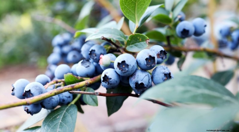 Blueberry Varieties: A Comprehensive Guide for Gardeners