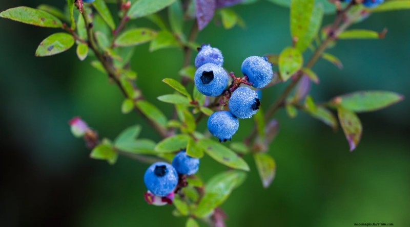 Blueberry Varieties: A Comprehensive Guide for Gardeners