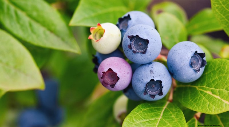 Blueberry Varieties: A Comprehensive Guide for Gardeners