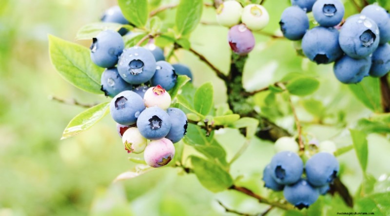 Blueberry Varieties: A Comprehensive Guide for Gardeners