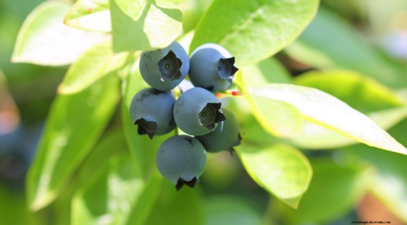 Blueberry Varieties: A Comprehensive Guide for Gardeners