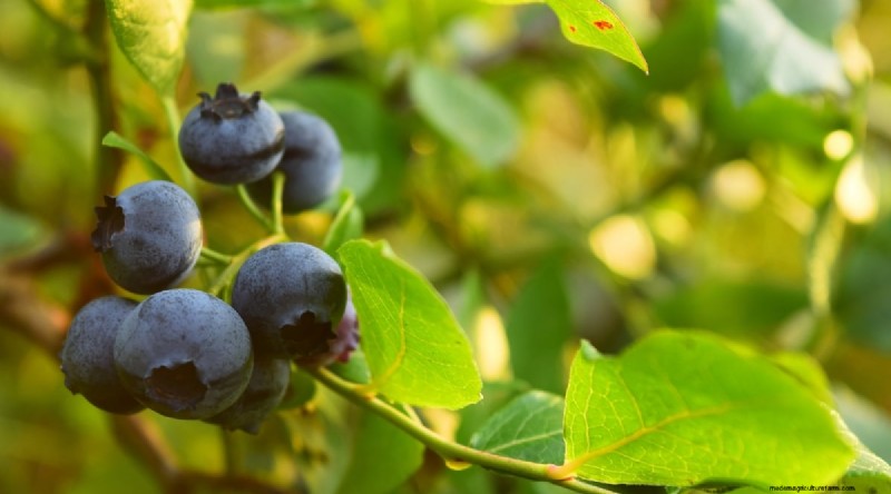 Blueberry Varieties: A Comprehensive Guide for Gardeners