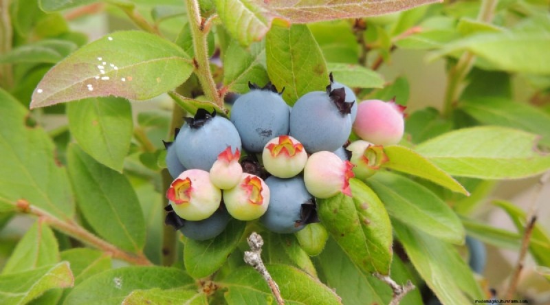 Blueberry Varieties: A Comprehensive Guide for Gardeners