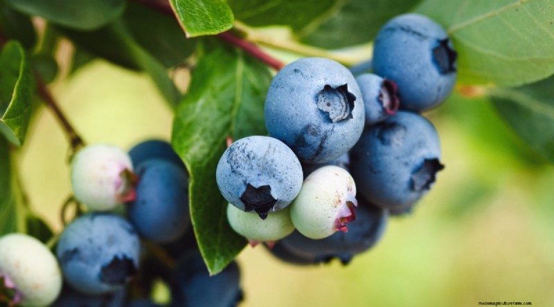 Blueberry Varieties: A Comprehensive Guide for Gardeners